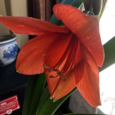 Hippeastrum (Galaxy Group) 'Desire'