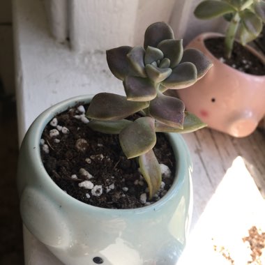 Graptopetalum Paraguayense subsp. Bernalense