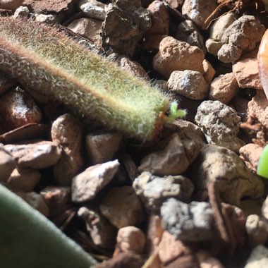 Kalanchoe Tomentosa 'Chocolate Soldier'