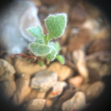 Kalanchoe millottii