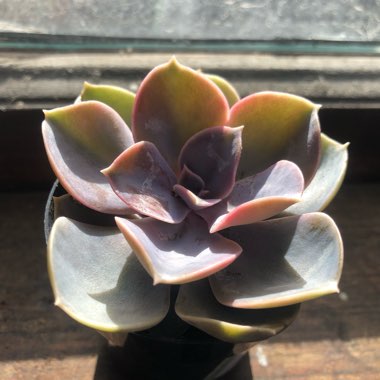 Echeveria Perle Von Nurnberg