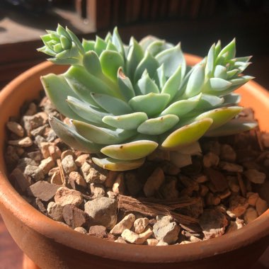 Echeveria Fleur Blanc