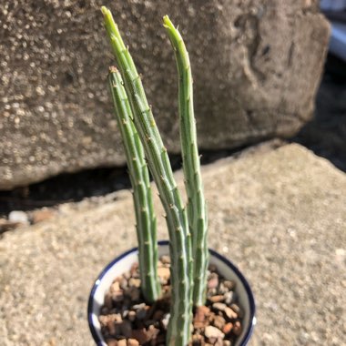 Senecio stapeliiformis