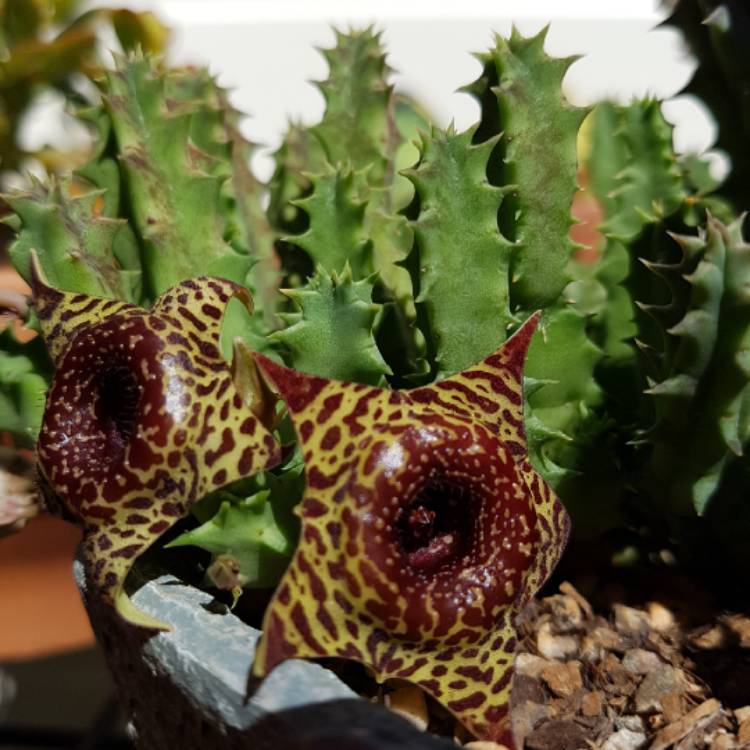 Plant image Huernia guttata subsp. guttata