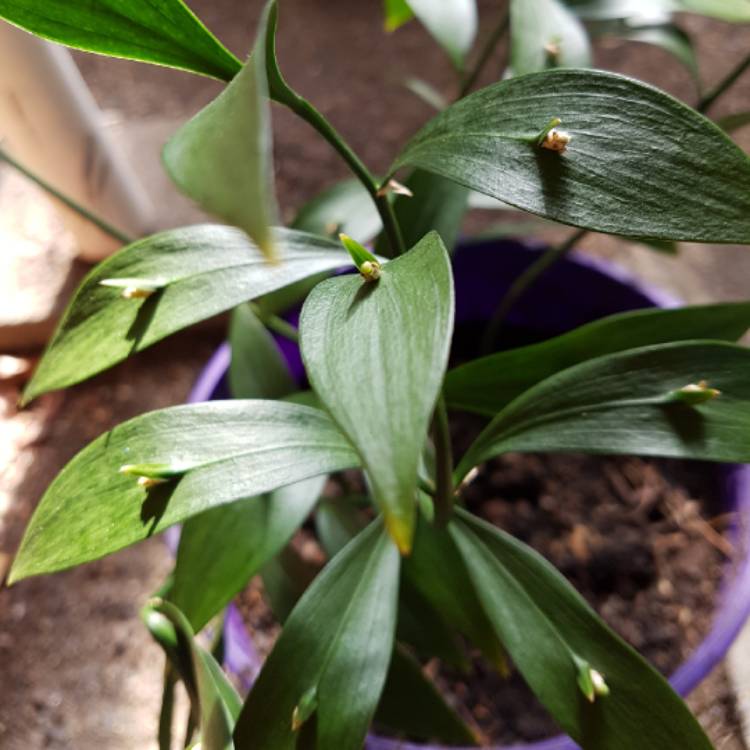 Plant image Ruscus aculeatus