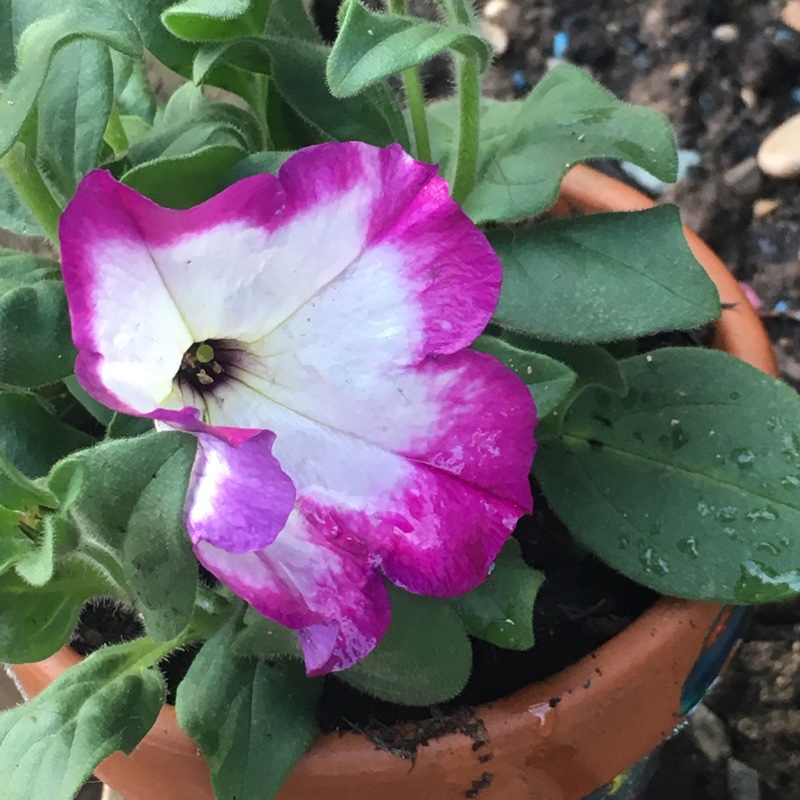 Plant image Petunia 'Sanguna'