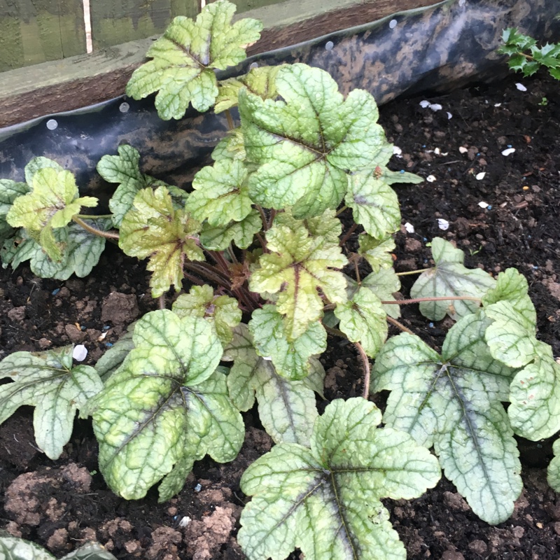 Plant image Tiarella cordifolia