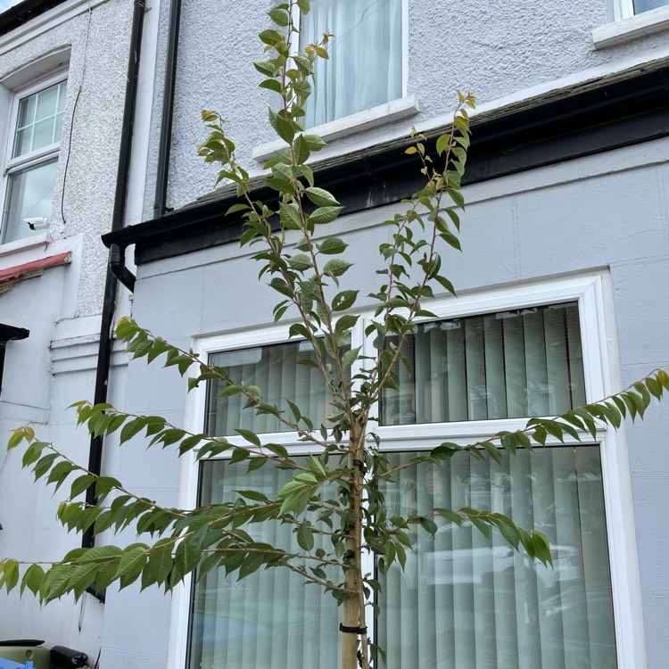 Plant image Prunus x subhirtella 'Autumnalis Rosea'