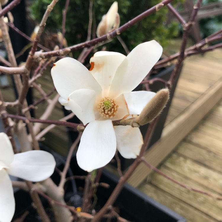 Plant image Magnolia 'Kobus'