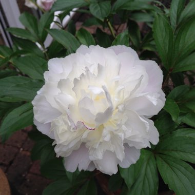 Peony 'Angel Cheeks' (Herbaceous)