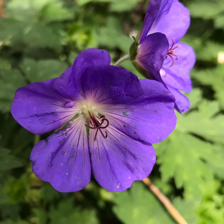 Plant image Geranium wallichianum 'Noorthava' syn. Geranium wallichianum 'Havana Blues'