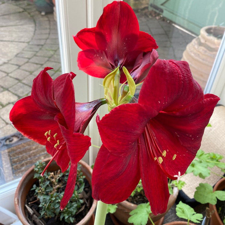 Plant image Hippeastrum (Spider Group) 'Carmen'