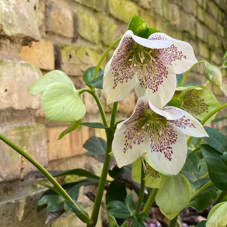 Plant image Helleborus x hybridus 'Hlr 160' (Spring Promise Series) syn. Helleborus x hybridus 'SP Conny'