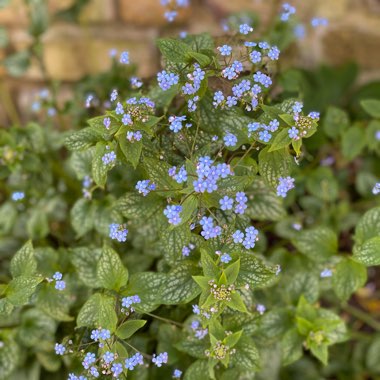 Siberian Bugloss 'Alexanders Great'