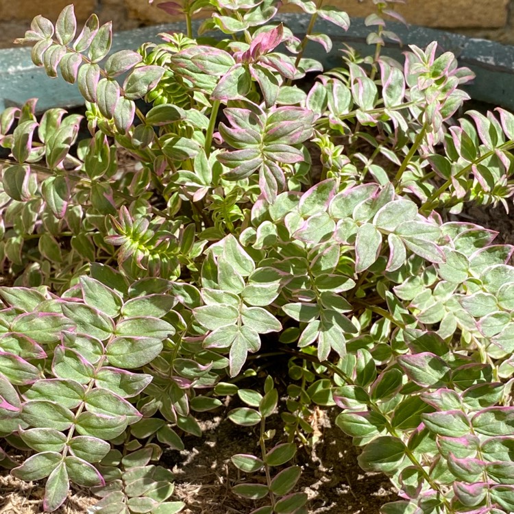 Plant image Polemonium yezoense 'Kaleidoscope'