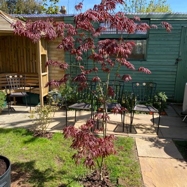 Japanese Maple