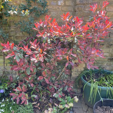 Photinia 'Pink Marble'