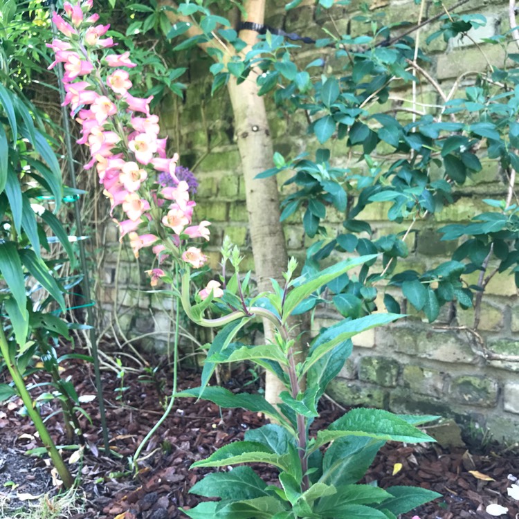 Plant image Digitalis canariensis 'Illumination' syn. Isoplexis canariensis 'Illumination'