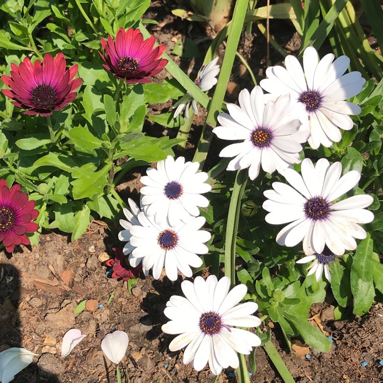 Plant image Osteospermum Margarita