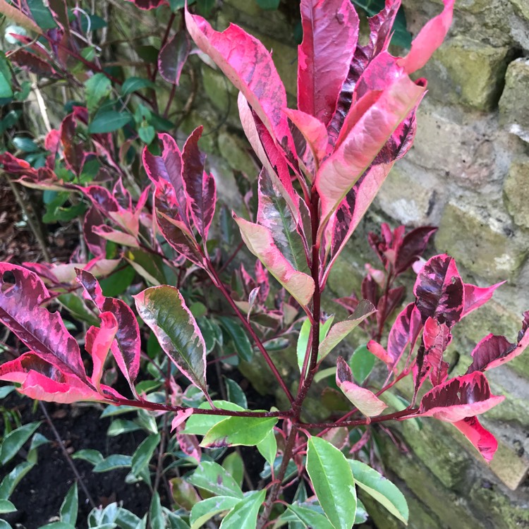 Plant image Photinia x fraseri 'Cassini' syn. Photinia x fraseri 'Pink Marble'