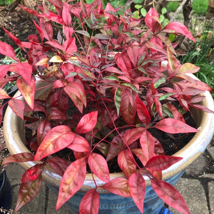 Plant image Nandina domestica 'Blush Pink'