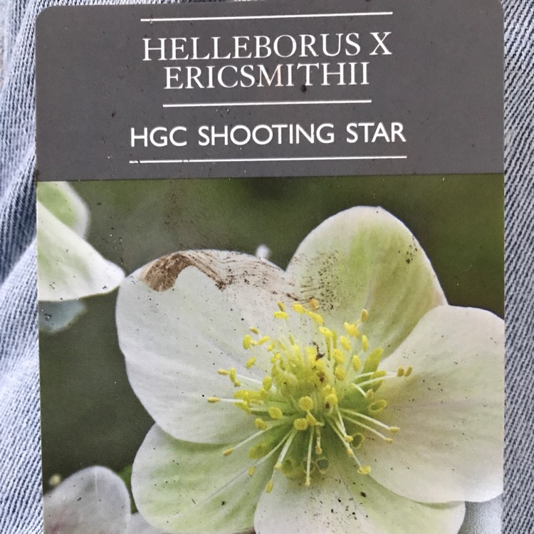 Plant image Helleborus x ericsmithii 'Coseh 790' (HGC Series) syn. Helleborus x ericsmithii 'HGC Shooting Star'