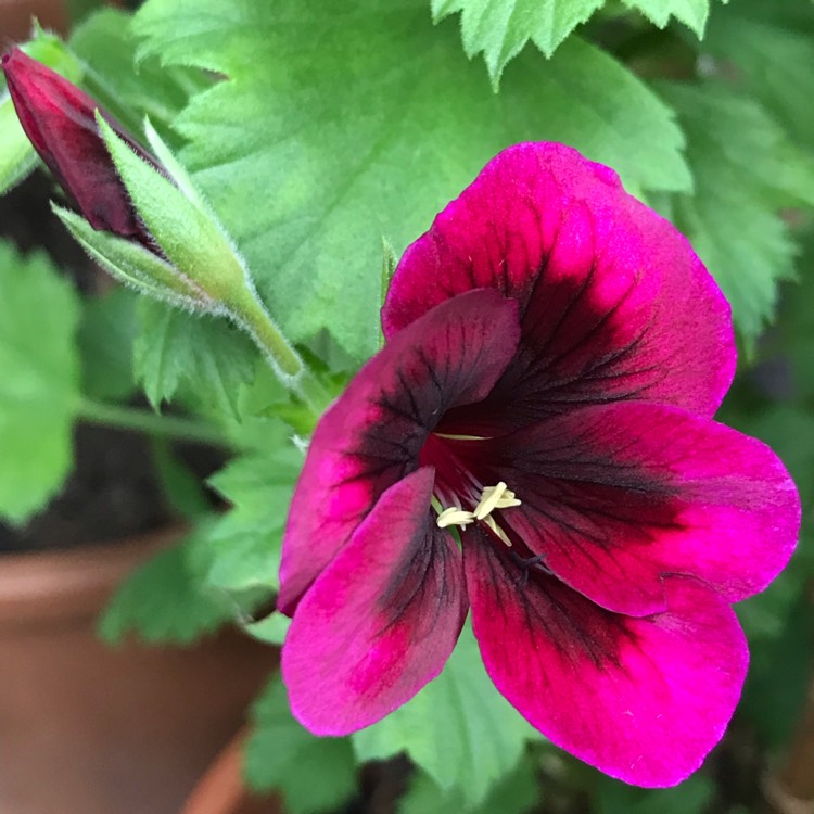 Plant image Pelargonium 'Regalia Chocolate'