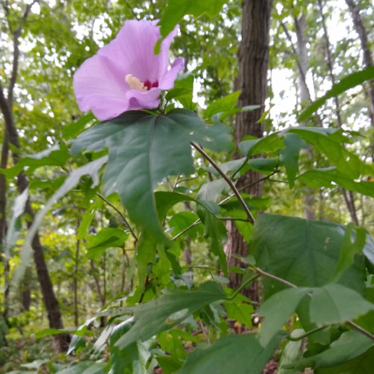 Plant image Hibiscus Syriacus 'Aphrodite'