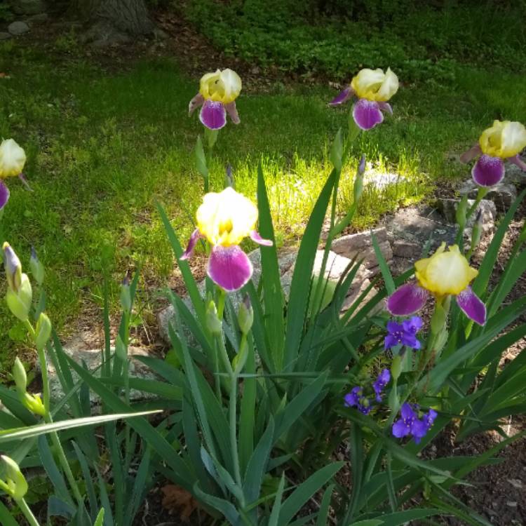 Plant image Iris x germanica 'Nibelungen'