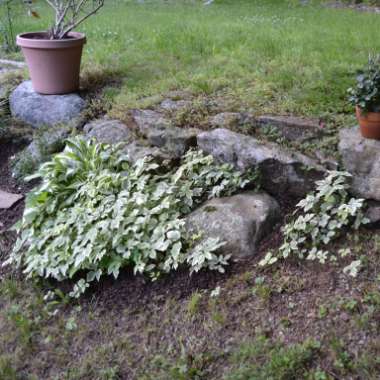 Variegated Ground Elder