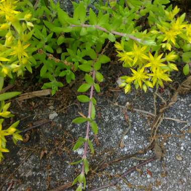 Sedum sarmentosum