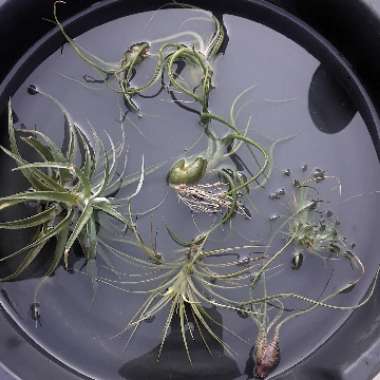 Tillandsia