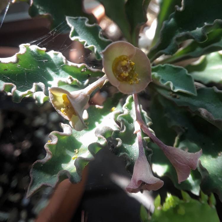 Plant image Euphorbia decaryi var. capsaintemariensis