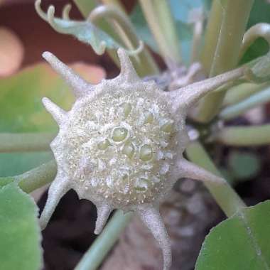 Dorstenia foetida