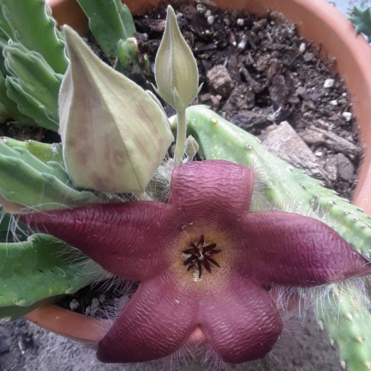 Plant image Stapelia asterias