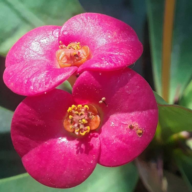 Plant image Euphorbia Milii 'Venus'