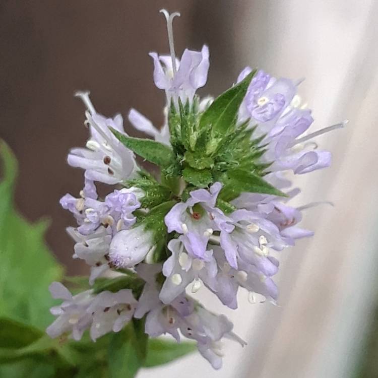 Plant image Mentha spicata