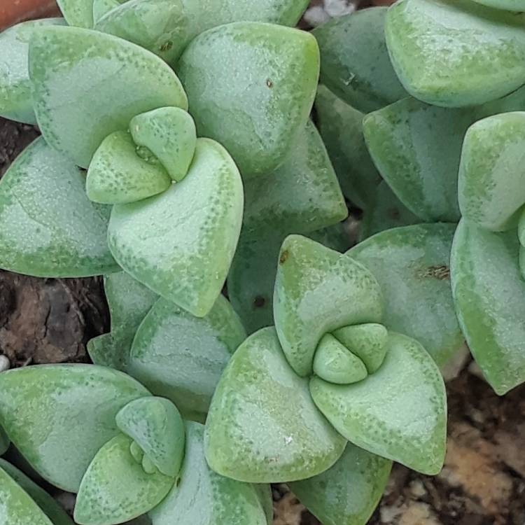 Plant image Crassula rupestris