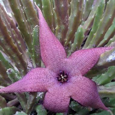 Stapelia