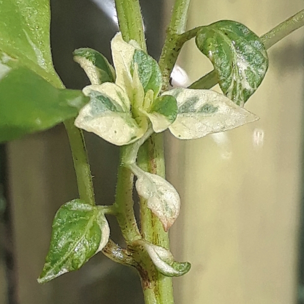 Plant image Capsicum annuum 'Fish'