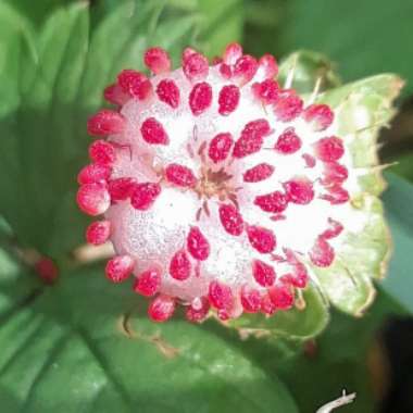 Potentilla Indica (Andrews)