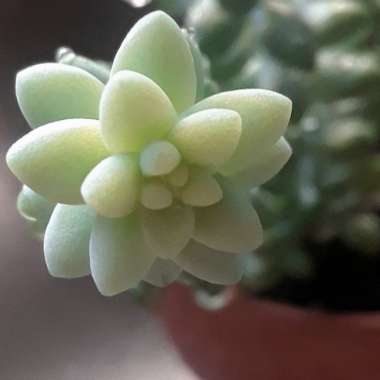 Sedum Morganianum