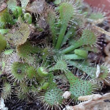 Drosera Coccicaulis