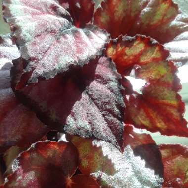 Begonia (Rex Cultorum Group)  syn. Begonia rex