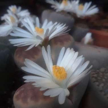 Lithops