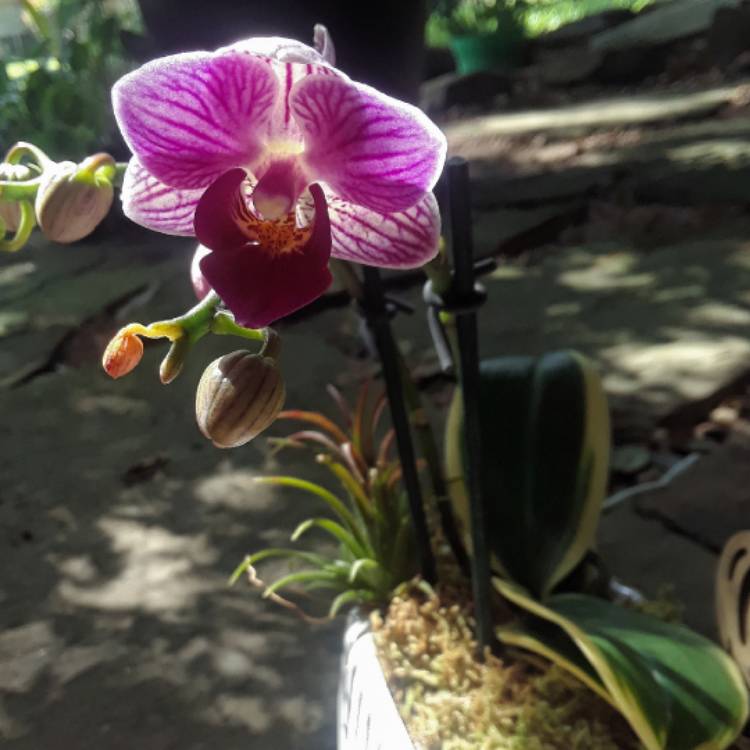 Plant image x Doritaenopsis 'Sogo Vivien' syn. Phalaenopsis 'Sogo Vivien'