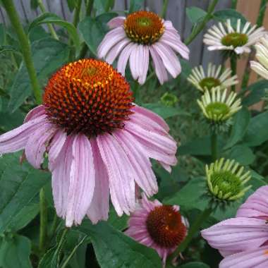 Echinacea