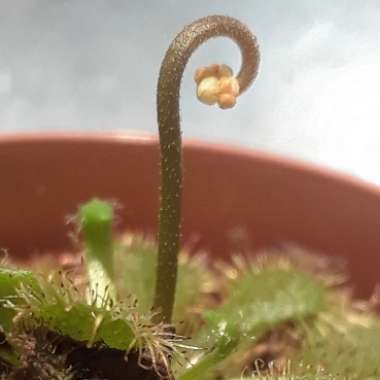 Drosera Coccicaulis