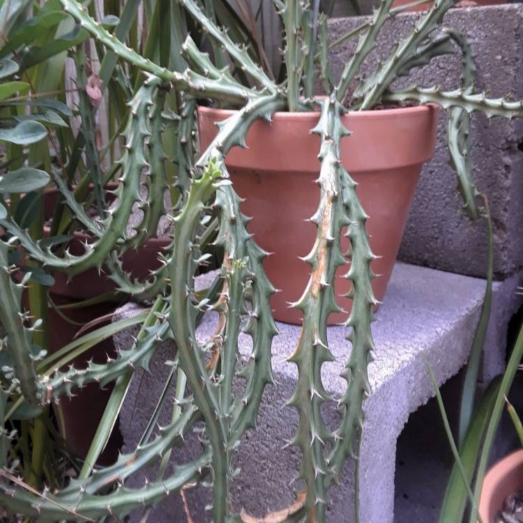 Plant image Euphorbia knuthii