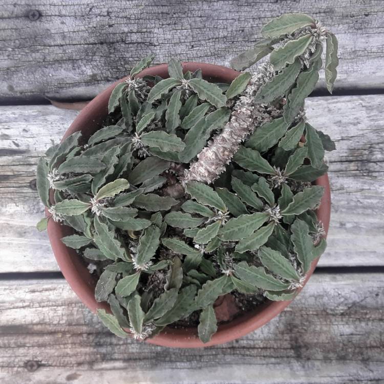 Plant image Euphorbia decaryi